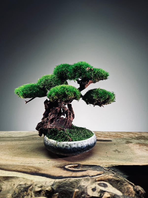 Greenwood - Freshman (Preserved Plants)