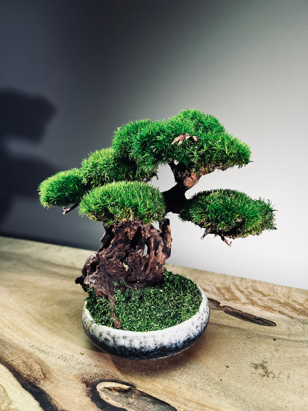 Greenwood - Freshman (Preserved Plants)