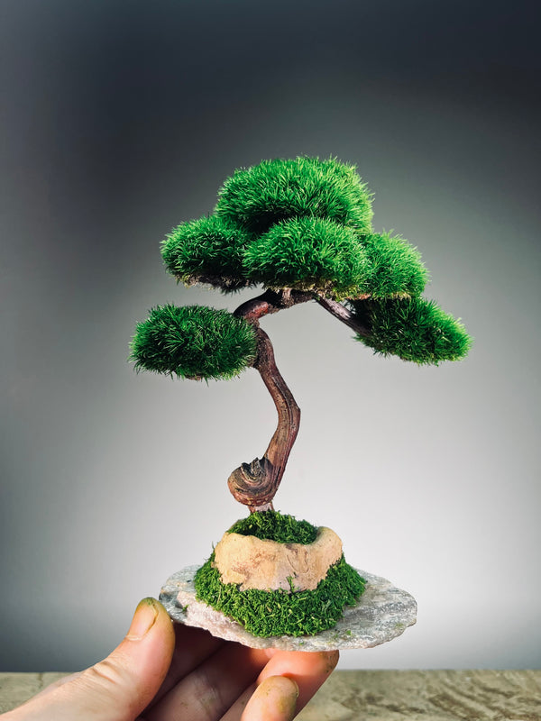 Light in the Garden - Rosewood (Preserved Plants)