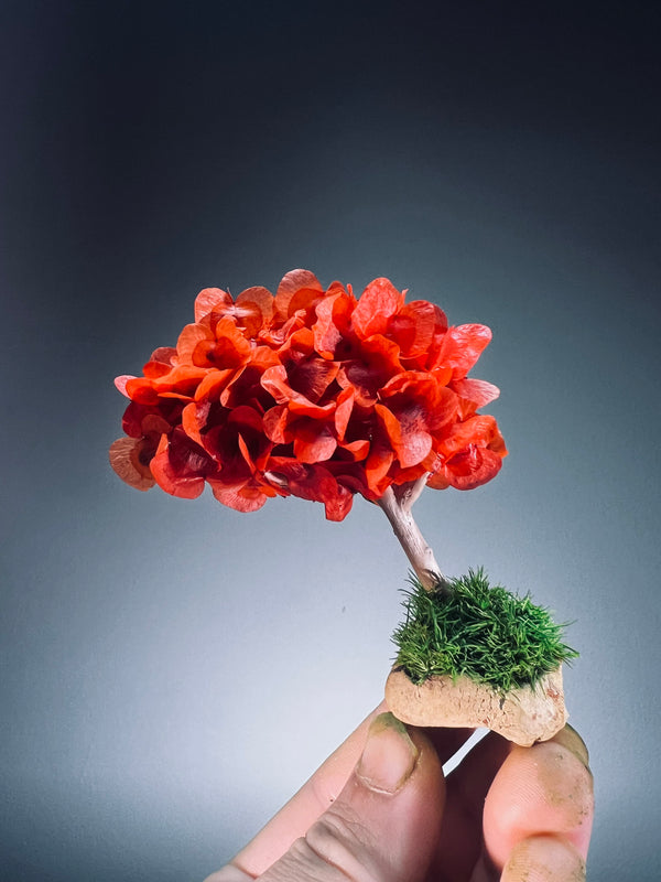 A Small Tree in the East - Orange Grove (Preserved Plants)