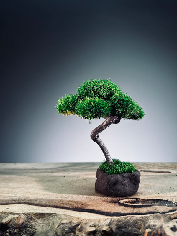 A Small Tree in the East - Classics - Rosewood edition (Preserved Plants)