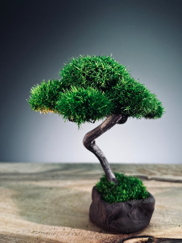 A Small Tree in the East - Classics - Rosewood edition (Preserved Plants)