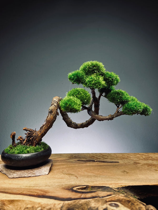 Juniper by the Winding Path (Preserved Plants)