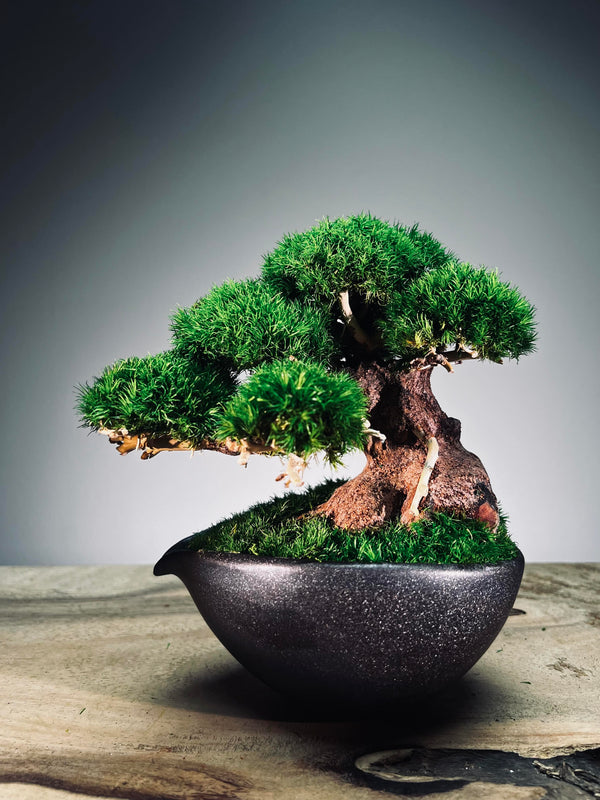 Slow Wood - Young (Preserved Plants)