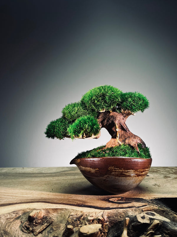 Slow Wood - Young (Preserved Plants)