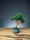 Guided Workshop - Beginner Creative Nature Art - A Small Tree in the East