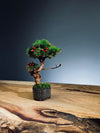 A Small Tree in the East - Lantern (Preserved Plants)