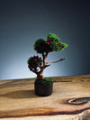 A Small Tree in the East - Lantern (Preserved Plants)