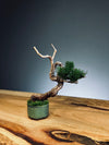 Juniper by the Winding Path - Atom (Preserved Plants)