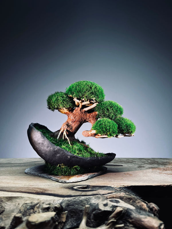 Slow Wood - Young - Half Moon (Preserved Plants)