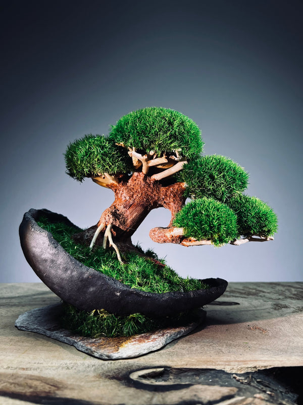 Slow Wood - Young - Half Moon (Preserved Plants)