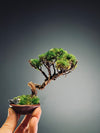 Juniper by the Winding Path - Smaller version (Preserved Plants)