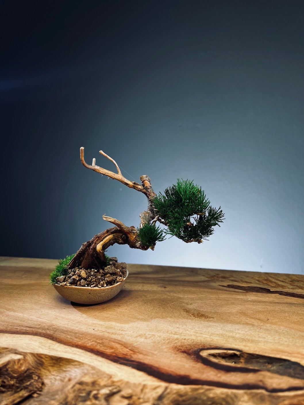 Juniper by the Winding Path - Atom (Preserved Plants)