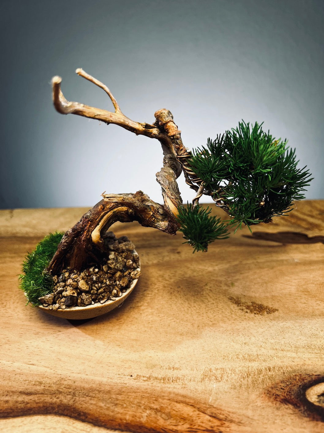 Juniper by the Winding Path - Atom (Preserved Plants)