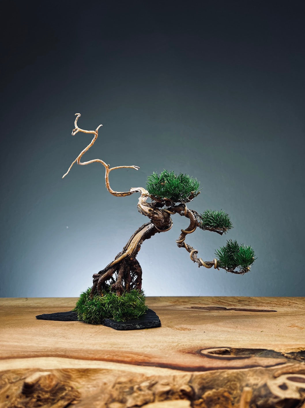 Juniper by the Winding Path - Atom (Preserved Plants)