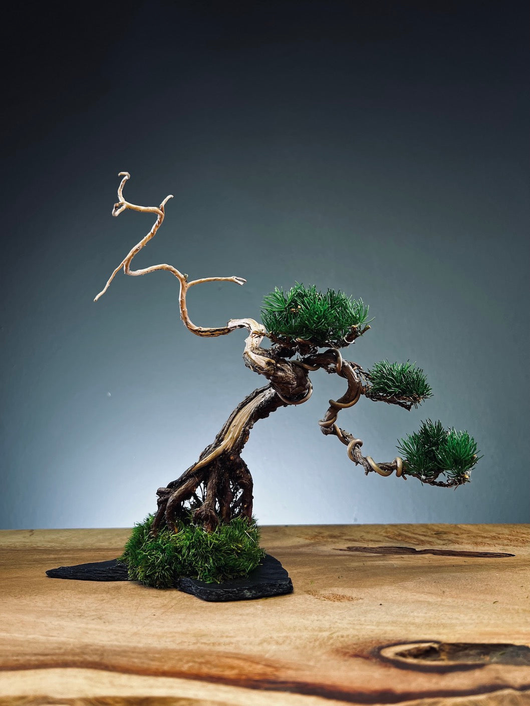 Juniper by the Winding Path - Atom (Preserved Plants)