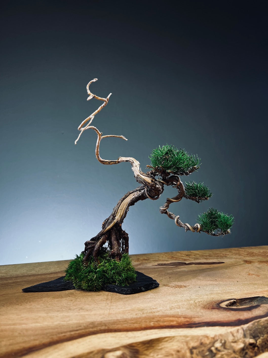 Juniper by the Winding Path - Atom (Preserved Plants)