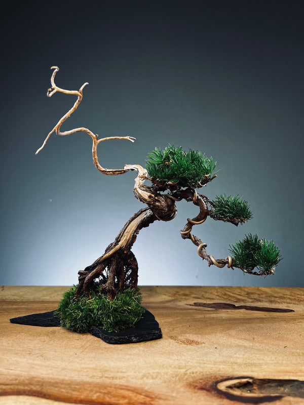 Juniper by the Winding Path - Atom (Preserved Plants)