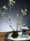 Snowfall - Lantern in the East (Preserved Plants)