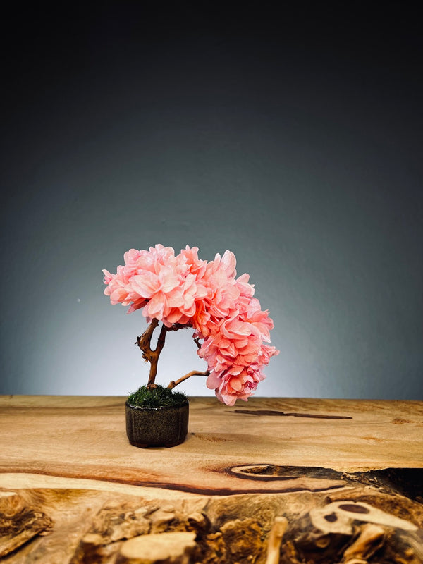 A Small Tree in the East - Sakura (Preserved Plants)