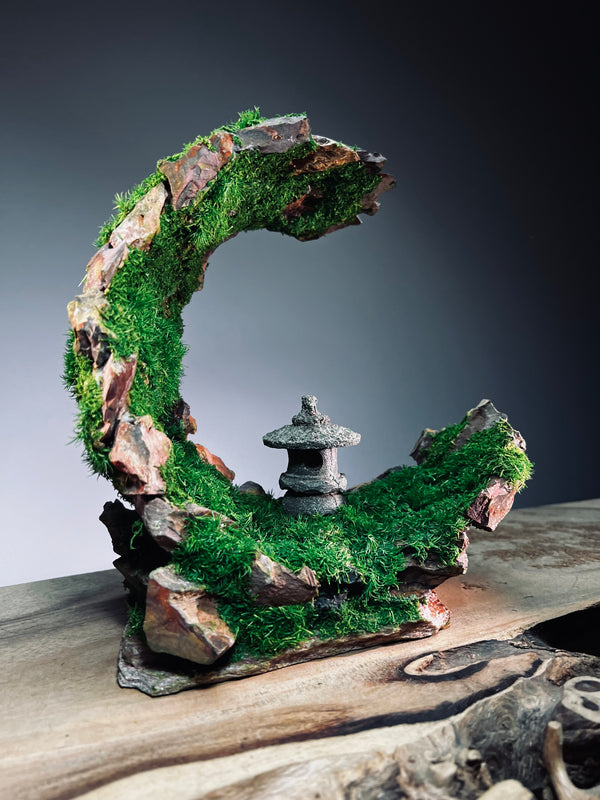 Half-Moon Bay - Crescent - Lantern in the Night (Preserved Plants)