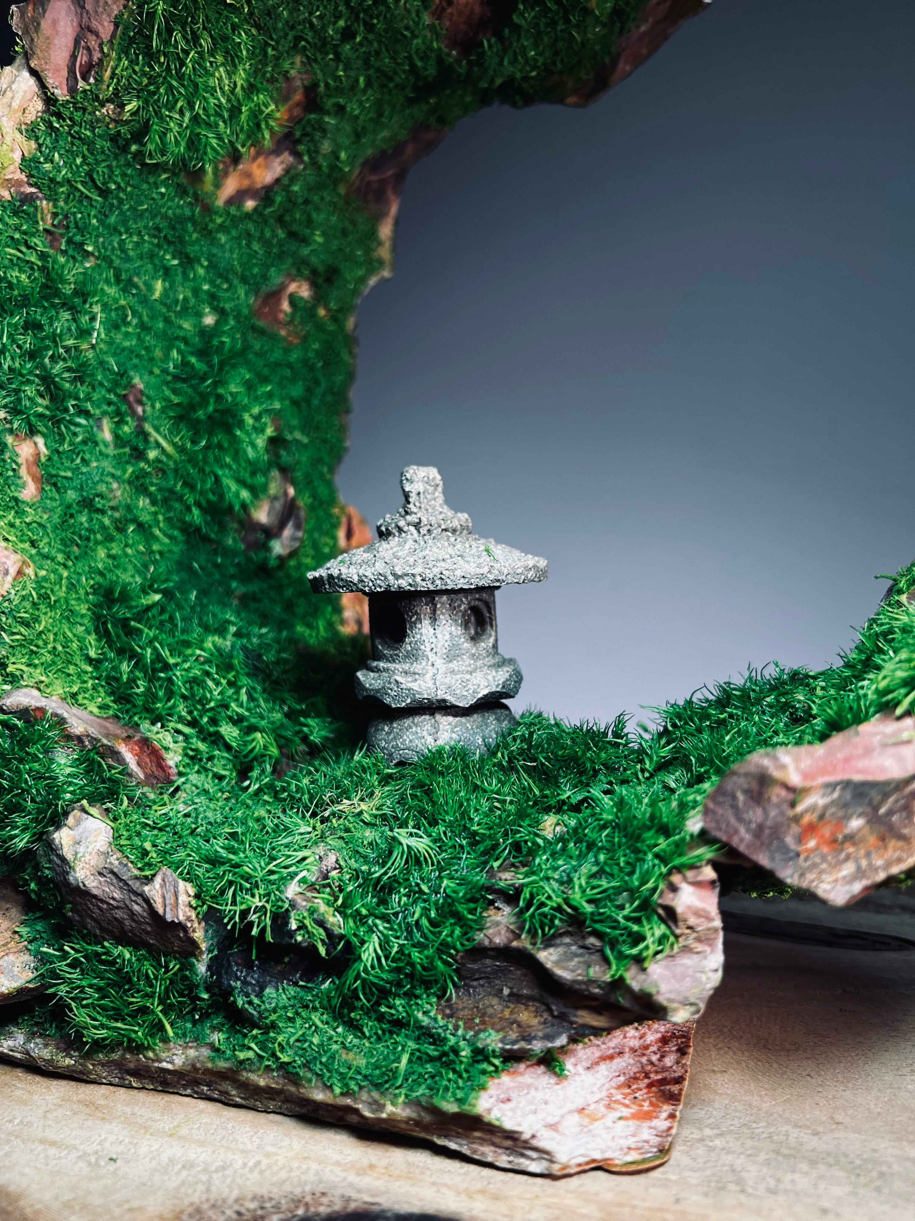 Half-Moon Bay - Crescent - Lantern in the Night (Preserved Plants)