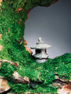 Half-Moon Bay - Crescent - Lantern in the Night (Preserved Plants)