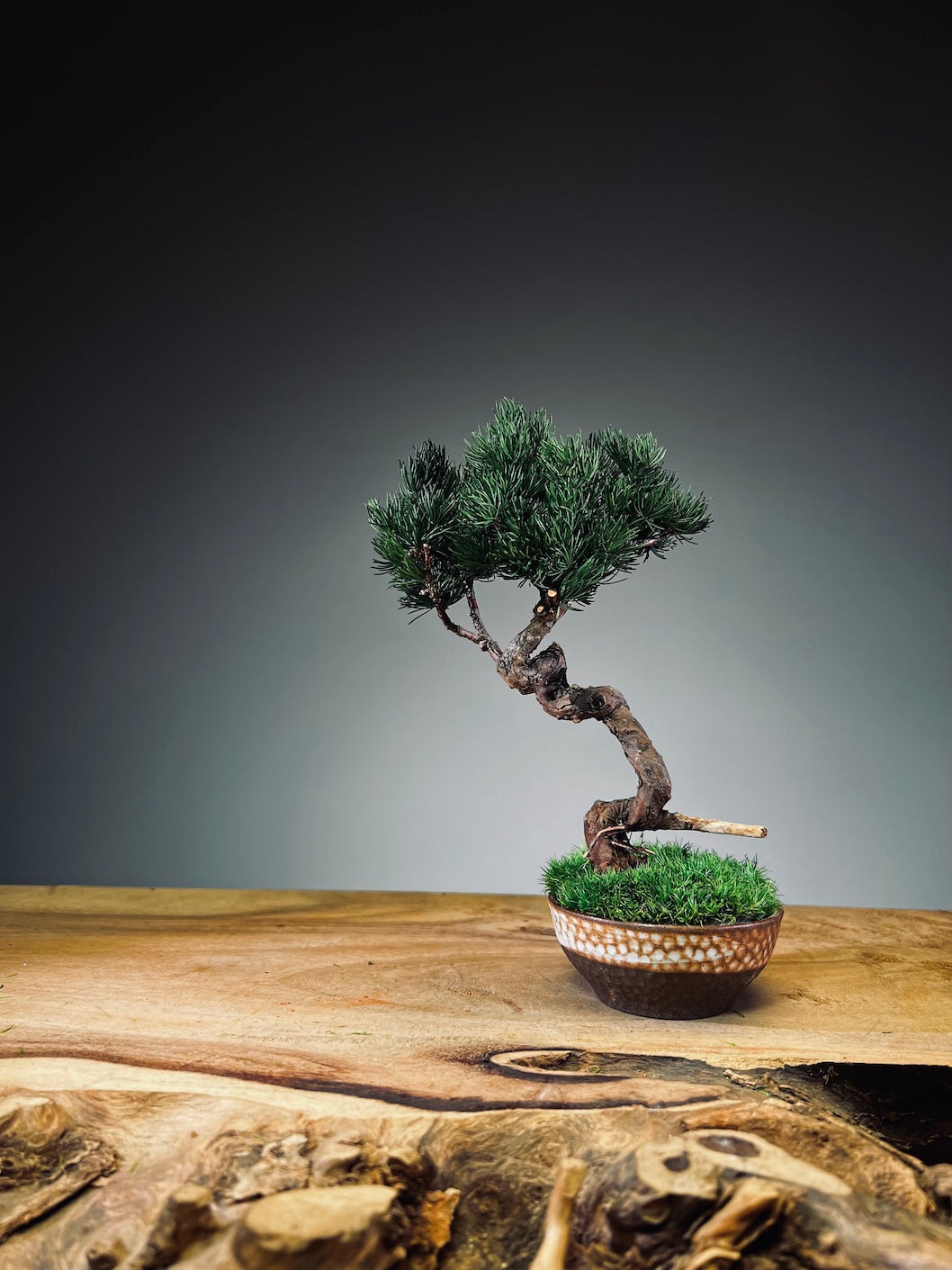 Juniper by the Winding Path - Classics (Preserved Plants)