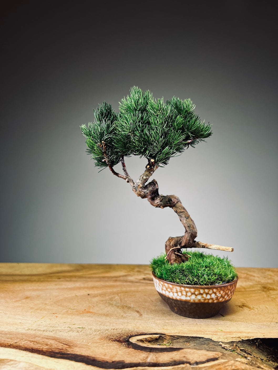 Juniper by the Winding Path - Classics (Preserved Plants)