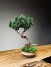 Juniper by the Winding Path - Classics (Preserved Plants)