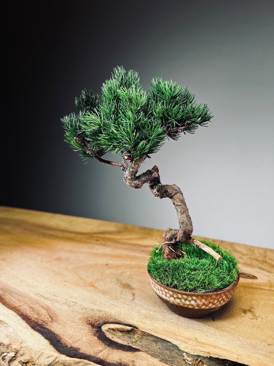 Juniper by the Winding Path - Classics (Preserved Plants)