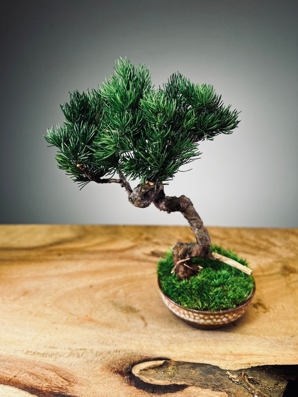 Juniper by the Winding Path - Classics (Preserved Plants)