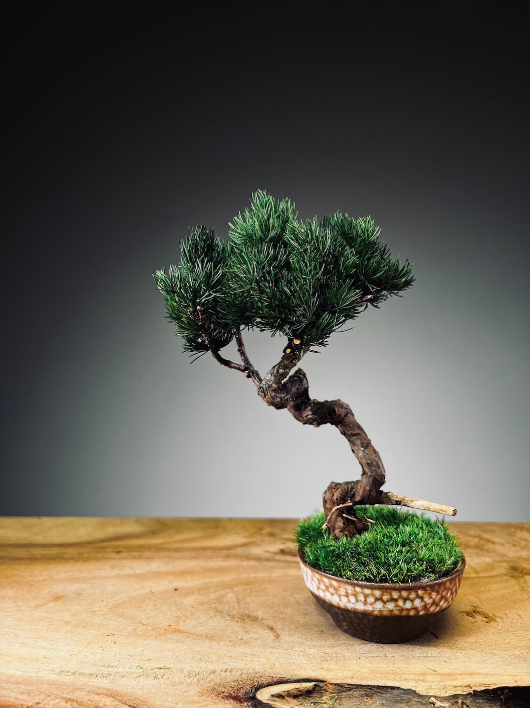 Juniper by the Winding Path - Classics (Preserved Plants)