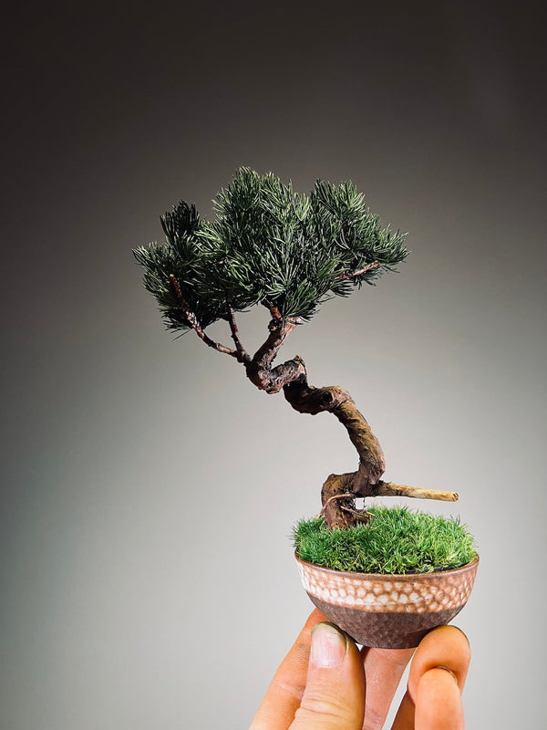 Juniper by the Winding Path - Classics (Preserved Plants)