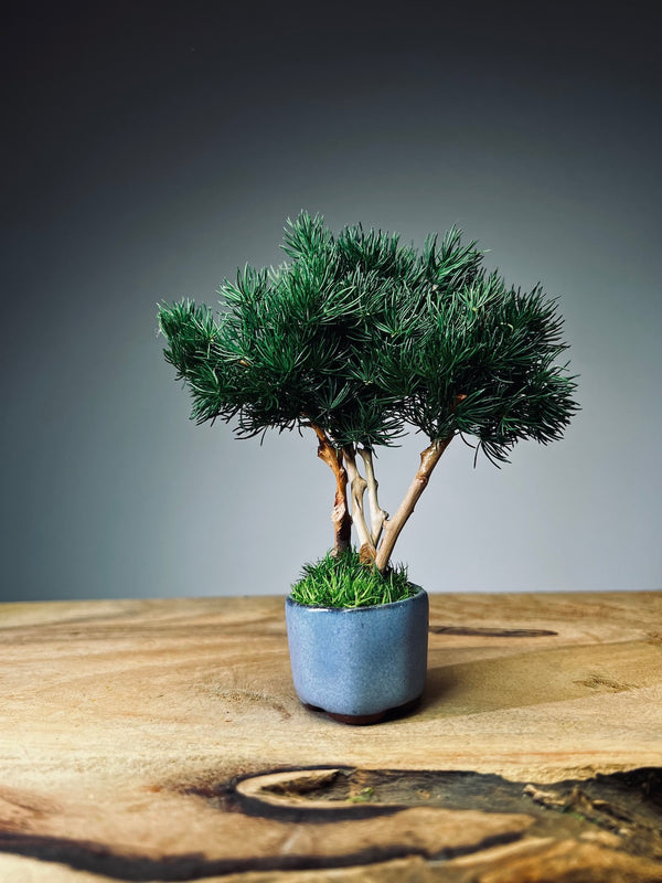 A Small Tree in the East - Pine (Preserved Plants)