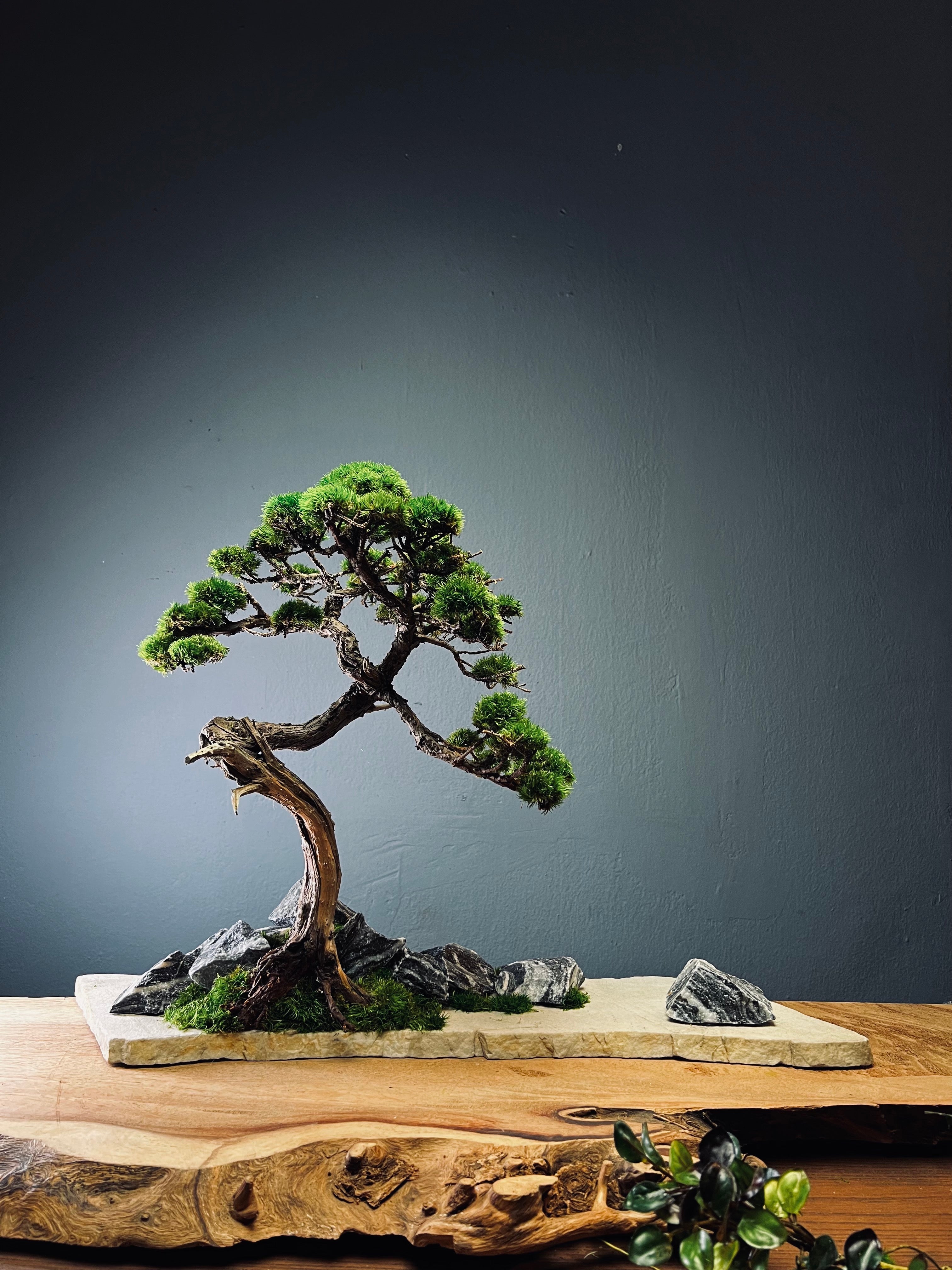 Lone Pine - Juniper of Cultured Garden (Preserved Plants)