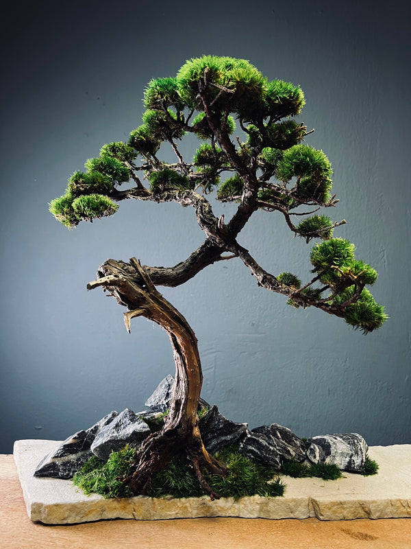 Lone Pine - Winding Juniper edition (Preserved Plants)
