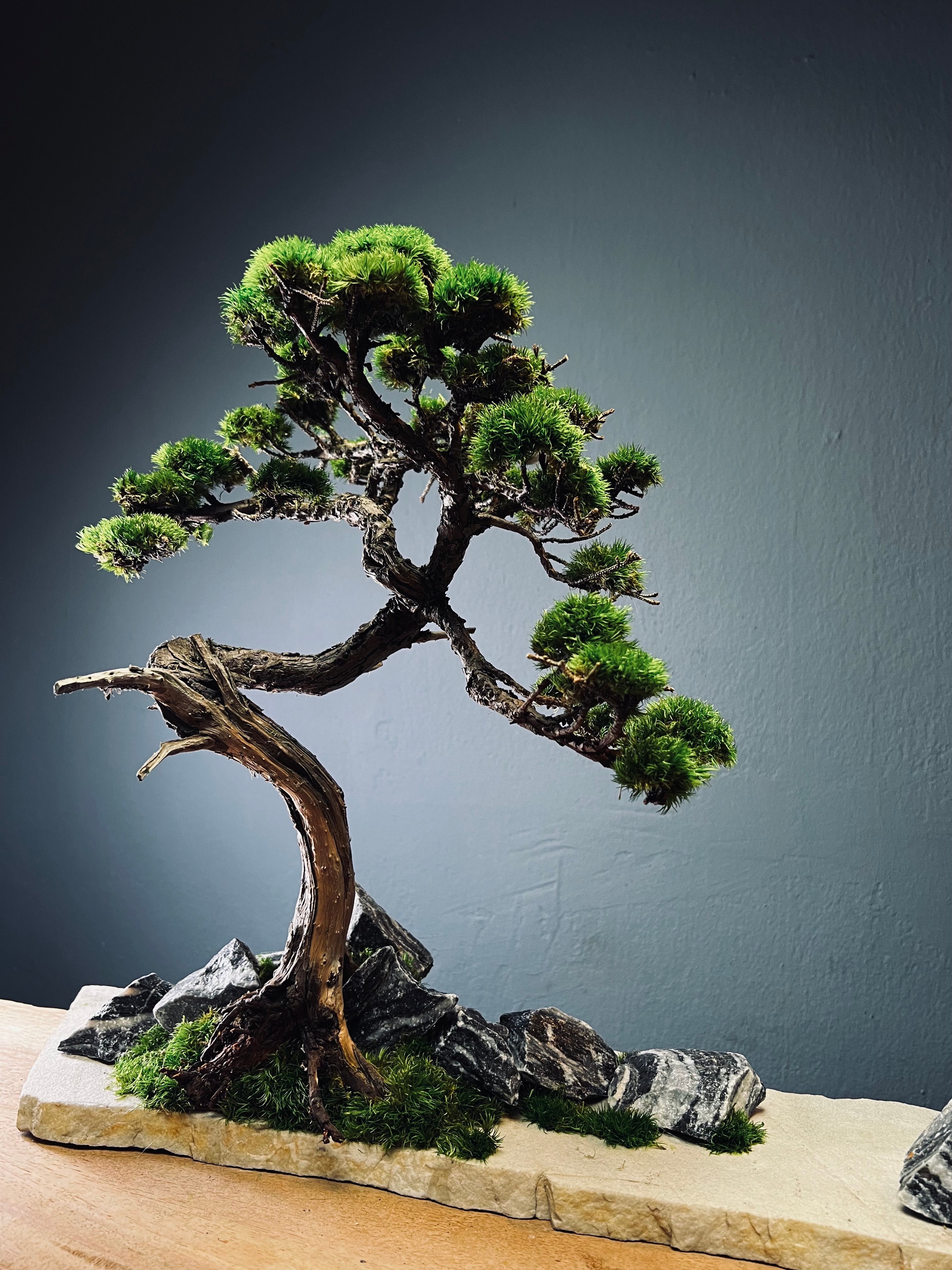 Lone Pine - Winding Juniper edition (Preserved Plants)