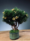 A Small Tree in the East - Pine (Preserved Plants)