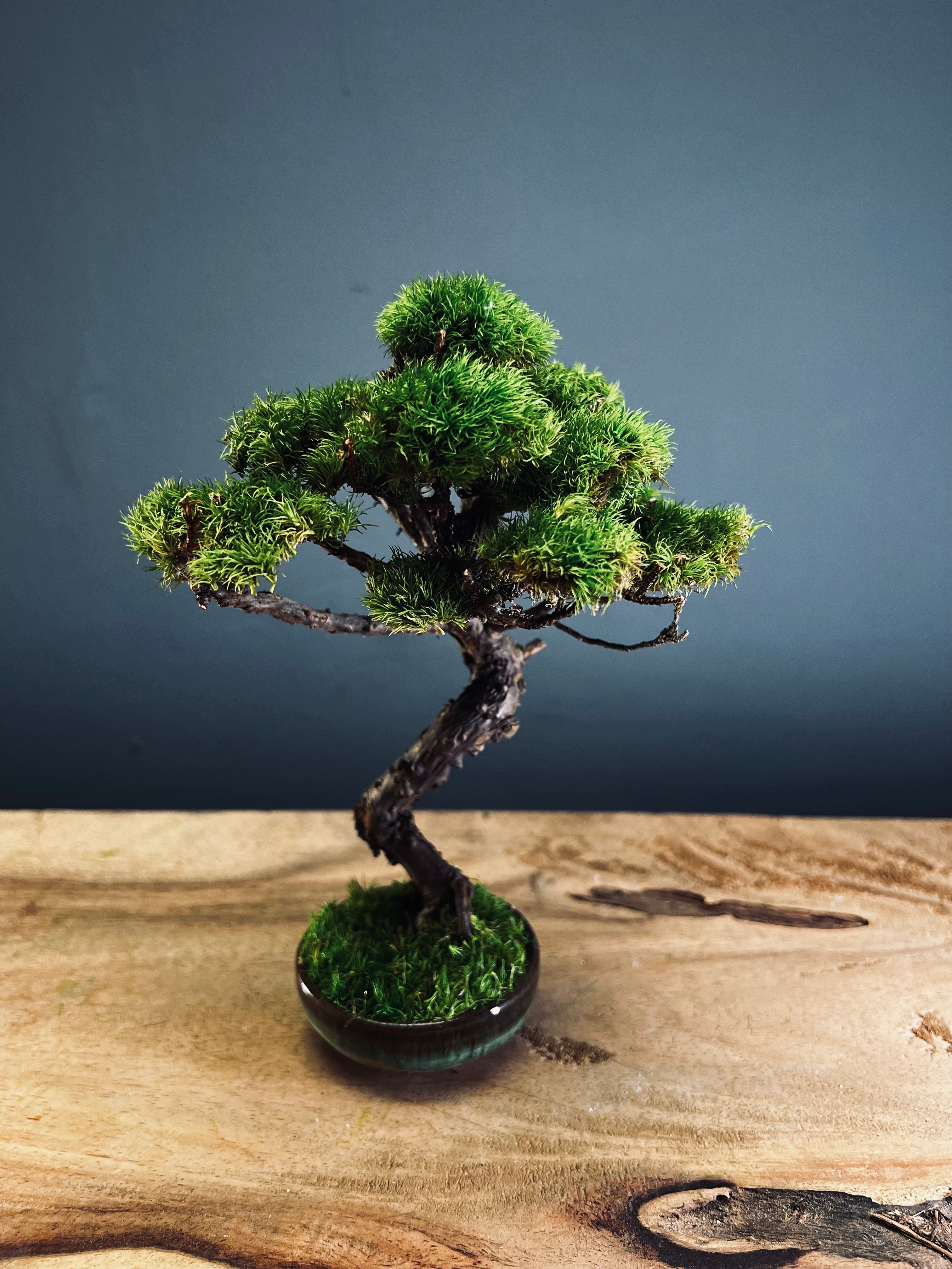 Juniper by the Winding Path (Preserved Plants)