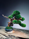 Flight of Time - Time Still (Preserved Plants)