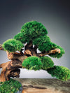 Flight of Time - Time Still (Preserved Plants)