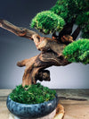 Flight of Time - Time Still (Preserved Plants)