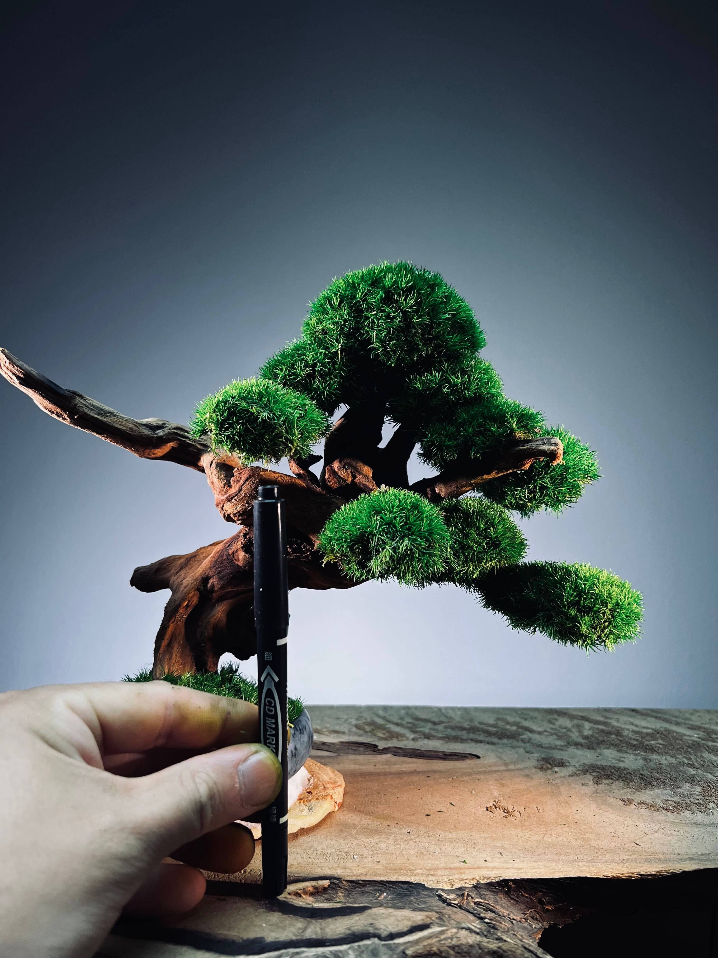 Flight of Time - Time Still (Preserved Plants)