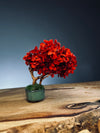 A Small Tree in the East - Flaming Autumn (Preserved Plants)